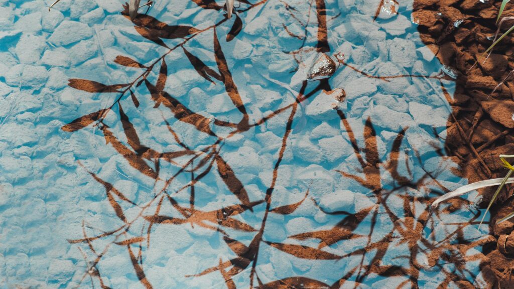 Beautiful reflection of branches on the clear water surface with visible pebbles underneath.